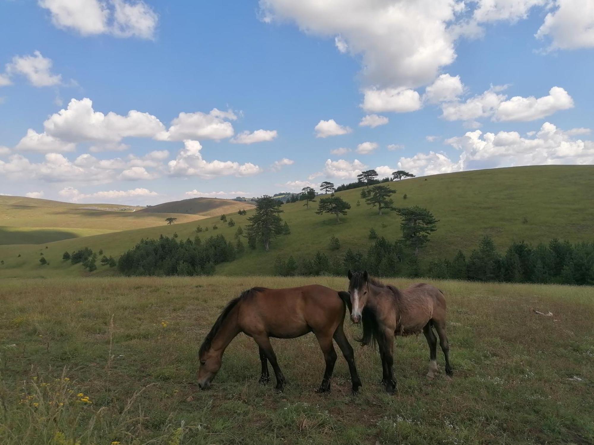 Вілла Zlatibor Brvnara Mir Екстер'єр фото